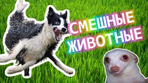 🦄 Смешные животные: Забавное слайд-шоу | Весёлые питомцы 🐱