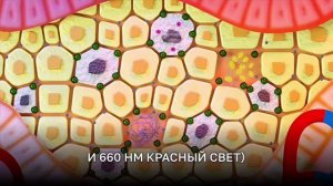 Как работает фотодинамика?