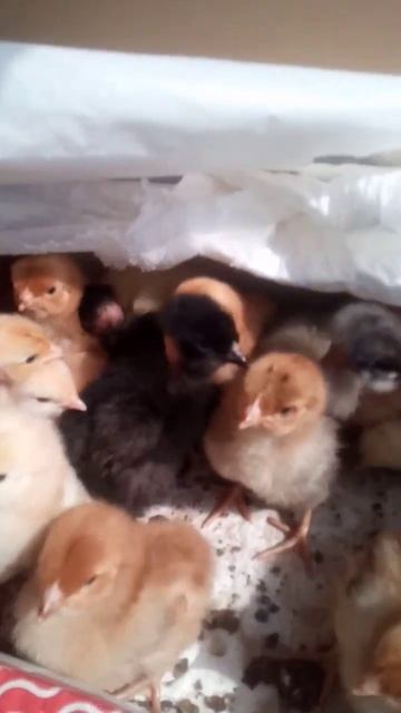 РЕАЛЬНОЕ ВИДЕО / Цыплята в тряске смотреть онлайн