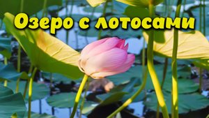 Озеро с лотосами в Волгоградской области