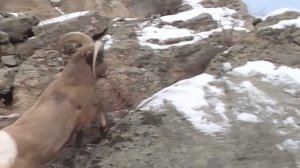 Вот как ПУМА охотится зимой! Олени и Бараны боятся ее как ОГНЯ!