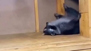 Енотик миленький енотик