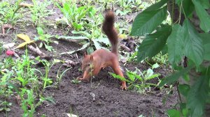 Белочка на расстоянии (12) прячет орехи