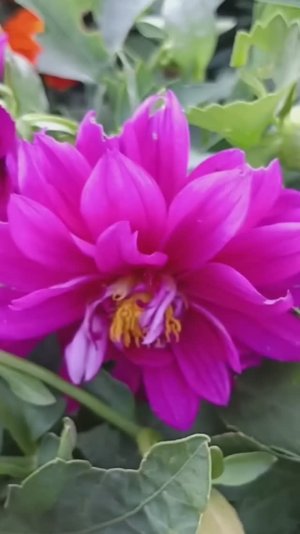 клумба в августе