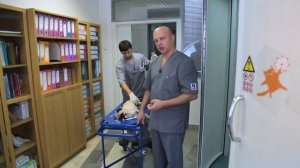 Судороги у животных. Ветдоктор.