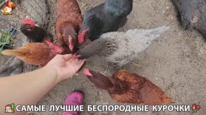 Цыплята и Курочки селяночки лучшие беспородные несушки 🥚 (225)
