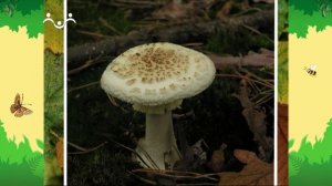 День в Шишкином Лесу. Доктор. Собираем грибы