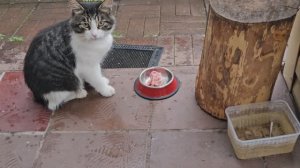 🐱 у кототигров нулевой аппетит в дождь, Енотик внимательный слушатель 💕🦝☔️