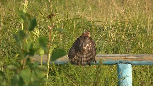 ЯСТРЕБ - ТОЛЬКО РОДИЛСЯ смотреть онлайн
