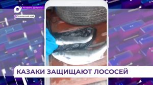 В Приморье начался сезон нереста тихоокеанских лососей, и браконьеры активизировались