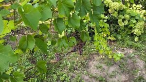 Виноград. Бросил на произвол. Уехал и Забыл. 03-08-2025