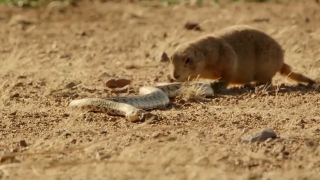 С этими Грызунами не связываются даже Змеи! Луговые собачки – Бесстрашные землекопы! смотреть онлайн