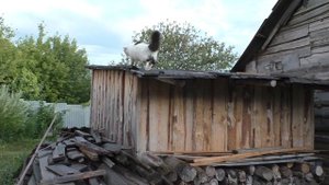 Кот Сёма на даче точнее на сарае