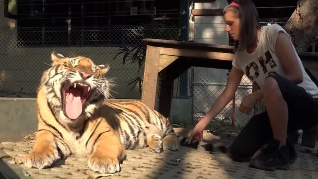 Воссоединения Животных с Хозяевами Спустя Много Лет смотреть онлайн