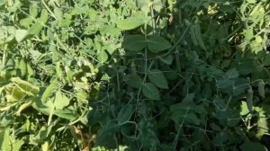 Наша деревенская жизнь