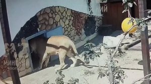 Шерхан как кот, который любит молоко и играть с пойманной " мышкой". МинЗоо 4 августа.