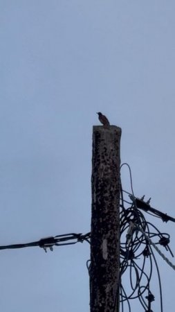 Птичка певчая 🐦