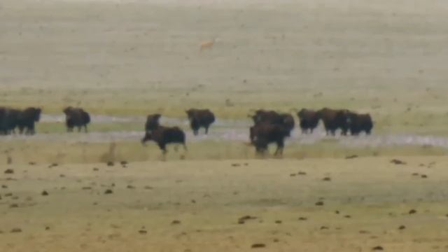 Они охотятся даже на ЯКОВ! Тибетские Волки – бесстрашные хозяева гор! смотреть онлайн