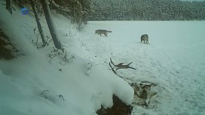 Учёные обнаружили гибрида волка и собаки в лесах Карелии