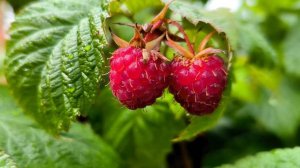 4 августа — Марьи добрый день (Мария Ягодница): история, традиции, приметы