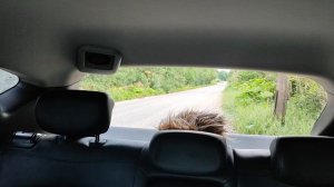 Hyundai ix35 электроприводы  багажника  с салона