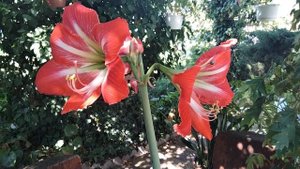 Гиппеаструм.