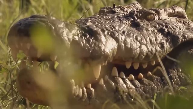 Этот Ящер Охотится даже на Кобр! Белогорлый варан – прожорливый пустынный Терминатор! смотреть онлайн