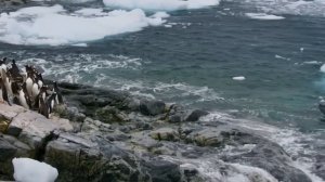 Этот Подводный МОНСТР не щадит даже Своих! Вот как Охотится МОРСКОЙ Леопард!