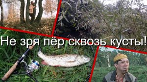 Не зря пёр сквозь кусты!