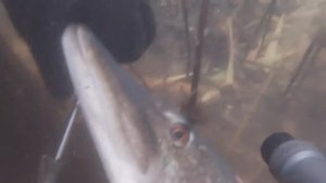 Подводная охота «Судак на затонувшем боевом карабле»Сезона 2022