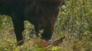 С ним не связываются даже МЕДВЕДИ! СЕКАЧ – самый свирепый кабан!