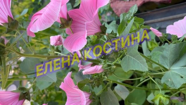 Так хочется сохранить краски лета на память смотреть онлайн