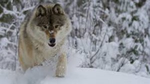 Друг пришёл на помощь Интересная история про волка.