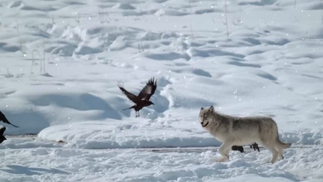 Вот что бывает, когда встречаются две СТАИ Волков! смотреть онлайн