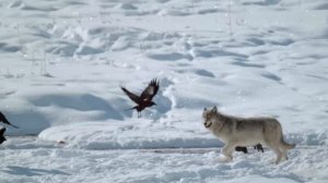 Вот что бывает, когда встречаются две СТАИ Волков!