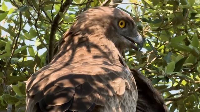 Этот Ястреб ест только ЗМЕЙ! Змееяд — бесстрашный Истребитель рептилий! смотреть онлайн