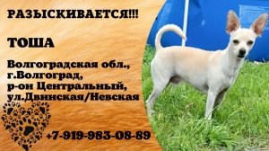 Пропала собака! ТОША. Волгоградская обл., г.Волгоград.