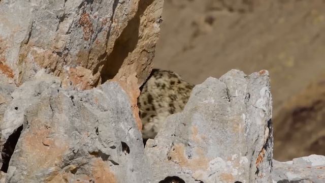 Этот Баран Летает над Пропастью! Бхарал – покоритель Гималайских вершин! смотреть онлайн