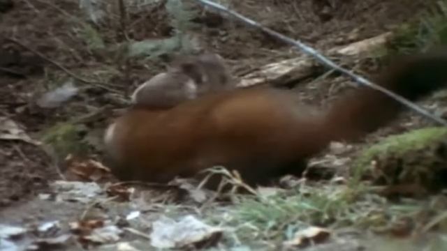 Куница  Маленький МОНСТР который не щадит даже ОЛЕНЕЙ!