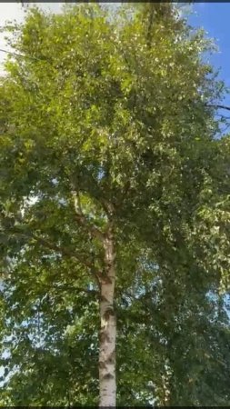 🌳🌳🌳