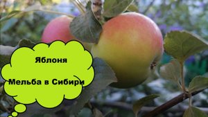 Первые яблочки Мельбы в Сибири. Урожай еще растет, в средней полосе готов к концу августа - сентябрю
