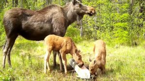 Двойное счастье в нацпарке «Ленские столбы»: лосята-близнецы и их мама замечены у солонца (2) 🫎🫎