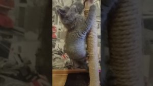 Мася 😾 играет на когтеточи