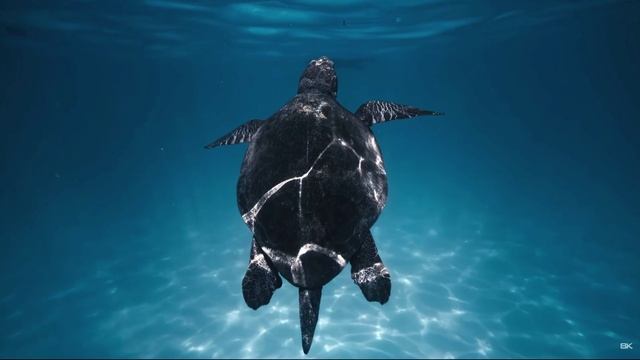 DEMO смотреть онлайн