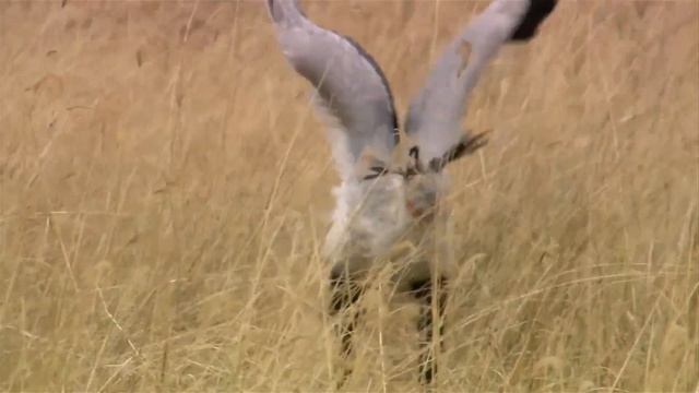 Кунг-фу Птица, от которой не уйти даже КОБРАМ! Секретарь – крылатый истребитель змей! смотреть онлайн