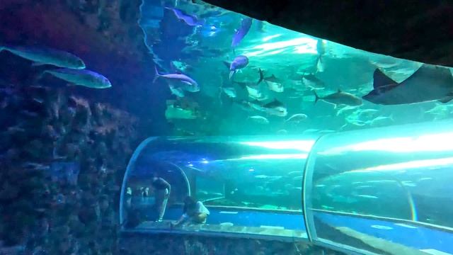 Москва лето 2024 (конференция Яндекс Yandex Ecom Open Air / Крокус Сити Океанариум / ВДНХ) смотреть онлайн