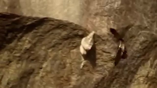 Этот Ястреб Разносит гнезда ОГРОМНЫХ шершней, ос и пчел! Осоед — бронированный охотник! смотреть онлайн