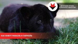 Как живут малыши-ягуары в зоопарке Удмуртии