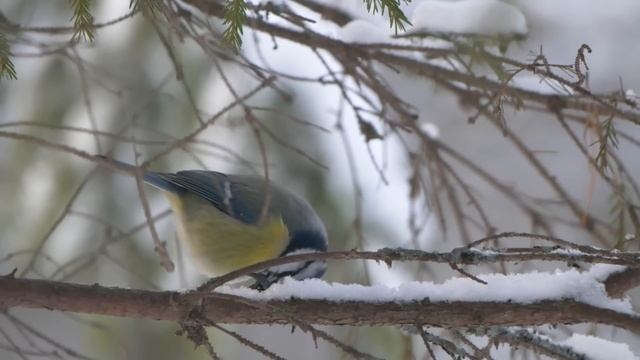 Эта кроха ПОЕДАЕТ себе подобных! Темная сторона Большой Синицы. смотреть онлайн