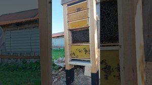 заселение прозрачного улья